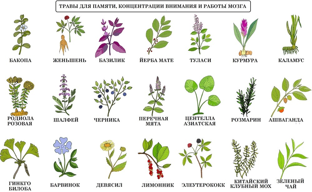 travy-dlya-uluchsheniya-pamyati-koncentracii-i-vnimaniya