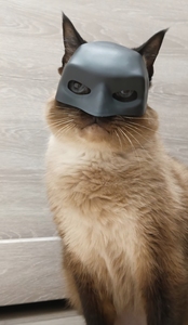 Маска для кота Бэтмен (с картой OZON)