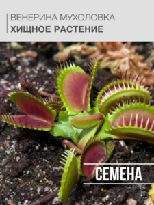 Венерина Мухоловка Семена 3шт., хищное растение, Dionaea muscipula (с картой OZON)